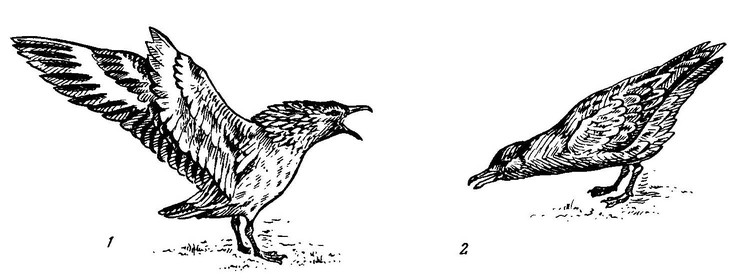 Рисунок 3. Демонстрационное поведение большого поморника (по: Cramp, Simmons, 1983, с изменениями)