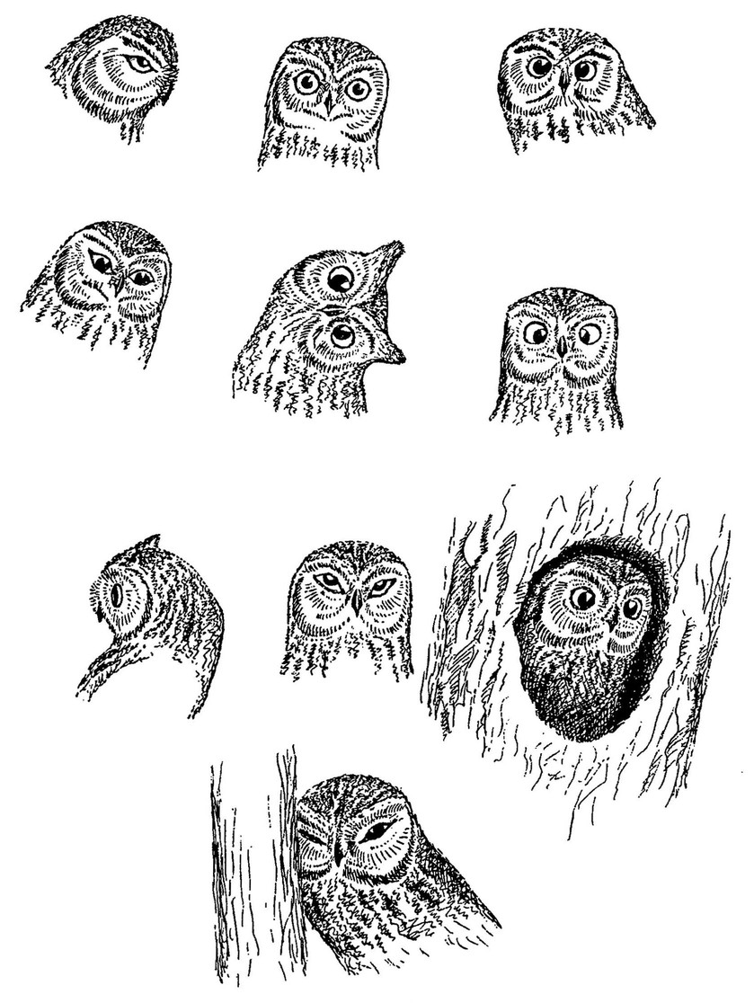Рисунок 73. Форма лицевого диска сплюшки в различных ситуациях (по ориг. рисункам А. И. Кошелева)