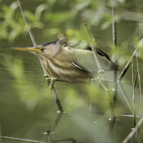 Волчок / Ixobrychus minutus (Linnaeus, 1766)