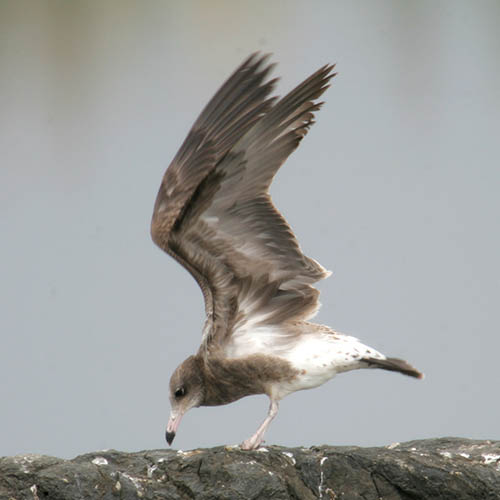 Чёрнохвостая чайка / Larus crassirostris (Vieillot, 1818)