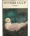 «Птицы СССР. Чайковые» — Москва: издательство «Наука», 1988. Авторы: В. О. Авданин, Я. А. Виксне, В. А. Зубакин, A. А. Кищинский, Н. М, Литвиненко, Е. Г. Лобков, В. А. Нечаев, Л. В. Фирсова, В. Е. Флинт, К. А. Юдин. «Птицы СССР. Чайковые» — Москва: издательство «Наука», 1988. Авторы: В. О. Авданин, Я. А. Виксне, В. А. Зубакин, A. А. Кищинский, Н. М, Литвиненко, Е. Г. Лобков, В. А. Нечаев, Л. В. Фирсова, В. Е. Флинт, К. А. Юдин.