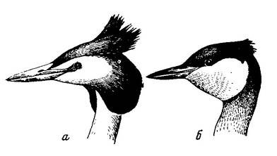 Рисунок 32. Головы чомги (а) и серощёкой поганки (б)
