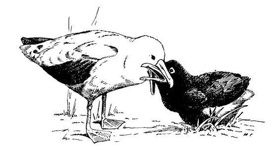Рисунок 41. Кормление птенца белоспинного альбатроса [по Козловой, 1947]
