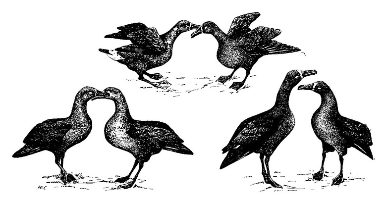 Рисунок 46. Элементы брачного поведения черноногого альбатроса (по [Fisher, 1972], с изменениями)