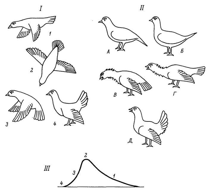 Рисунок 36. Схема токового полёта (I) и различные позы (II) самца тундряной куропатки (по: Андреев, 1971)