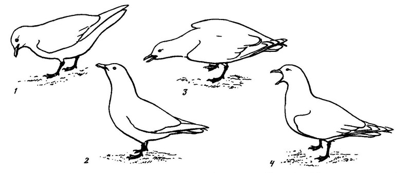 Рисунок 14. Демонстрационное поведение белой чайки (по: Bateson, Plowright, 1959b, с изменениями)