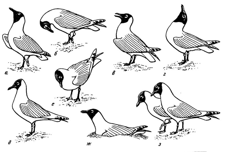Рисунок 20. Демонстрационное поведение реликтовой чайки (по: Зубакин, 1979, с изменениями)