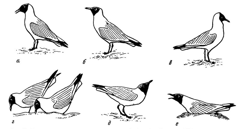Рисунок 27. Демонстрационное поведение буроголовой чайки (по: Зубакин, 1982, с изменениями)
