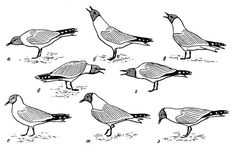 Рисунок 50. Демонстрационное поведение вилохвостой чайки (по: Brown et al., 1967, с изменениями)