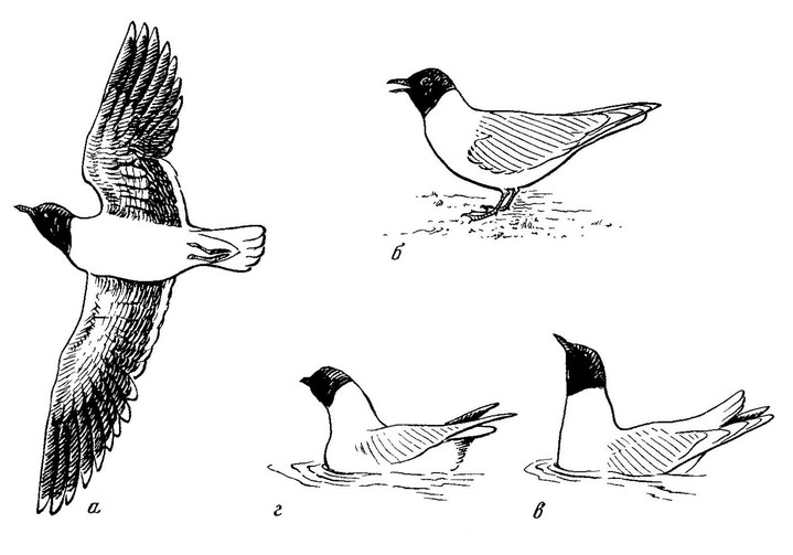 Рисунок 57. Демонстрационное поведение малой чайки