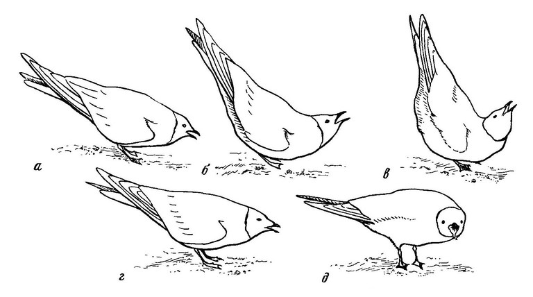 Рисунок 60. Демонстрационное поведение розовой чайки