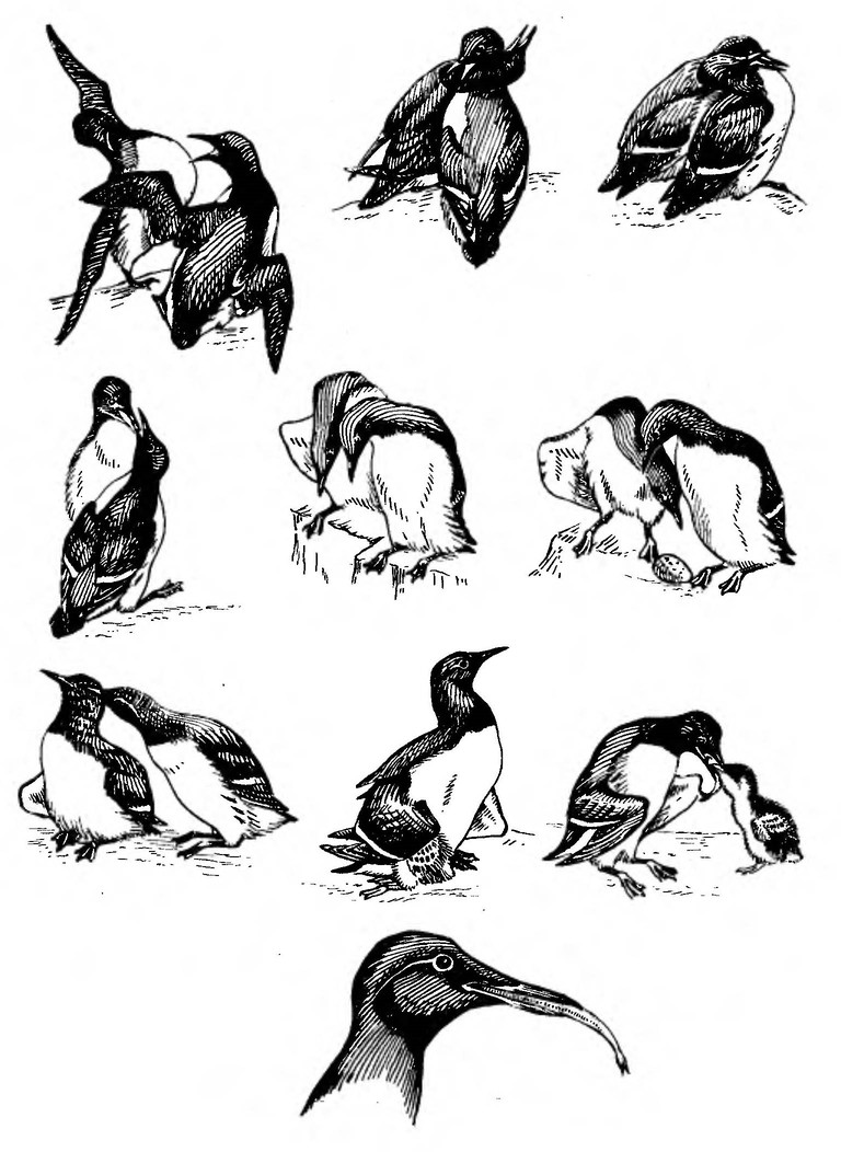 Рисунок 10. Элементы гнездового поведения тонкоклювой кайры (по: Cramp, 1985, с изменениями)