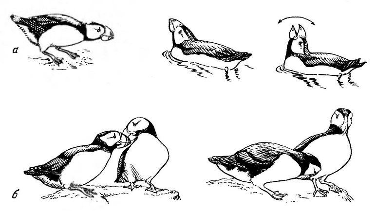 Рисунок 45. Элементы территориального (а) и брачного (б) поведения ипатки