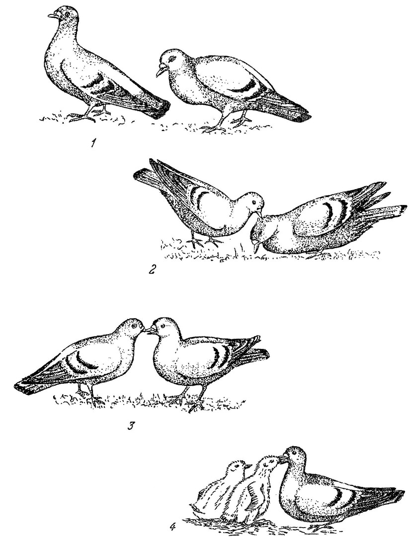 Рисунок 21. Некоторые элементы поведения сизого голубя (по ориг. рисункам А. А. Котова)