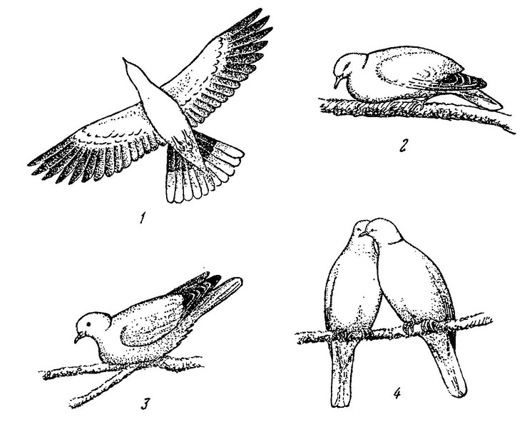 Рисунок 31. Брачное поведение кольчатой горлицы (по: Nowak, 1965; Cramp, 1985; с изменениями и дополнениями)