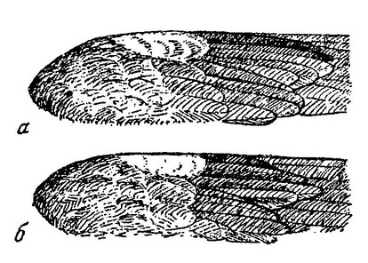 Рисунок 51. Кроющие перья кисти крыла кукушек (по: Иванов и др., 1953)