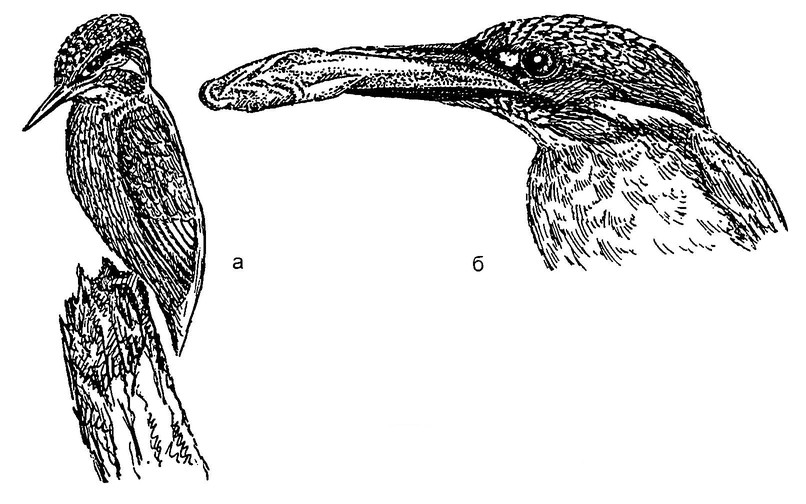 Рисунок 57. Кормовое поведение обыкновенного зимородка (по: Radetzky, 1976; Boag, 1982):