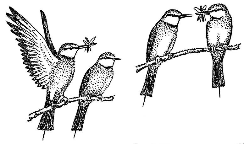 Рисунок 61. Элементы брачного поведения золотистой щурки (по: Fry, 1984).