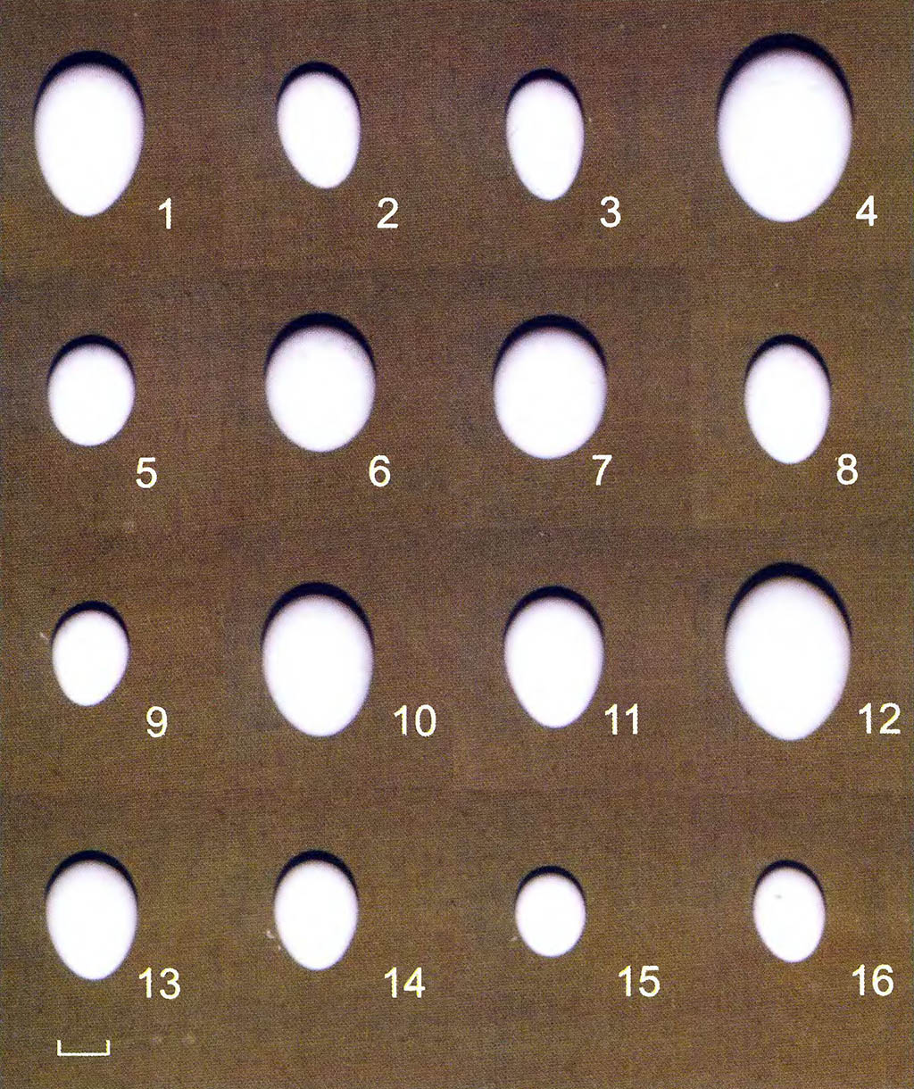 Таблица 24. Таблица XXIV. Яйца