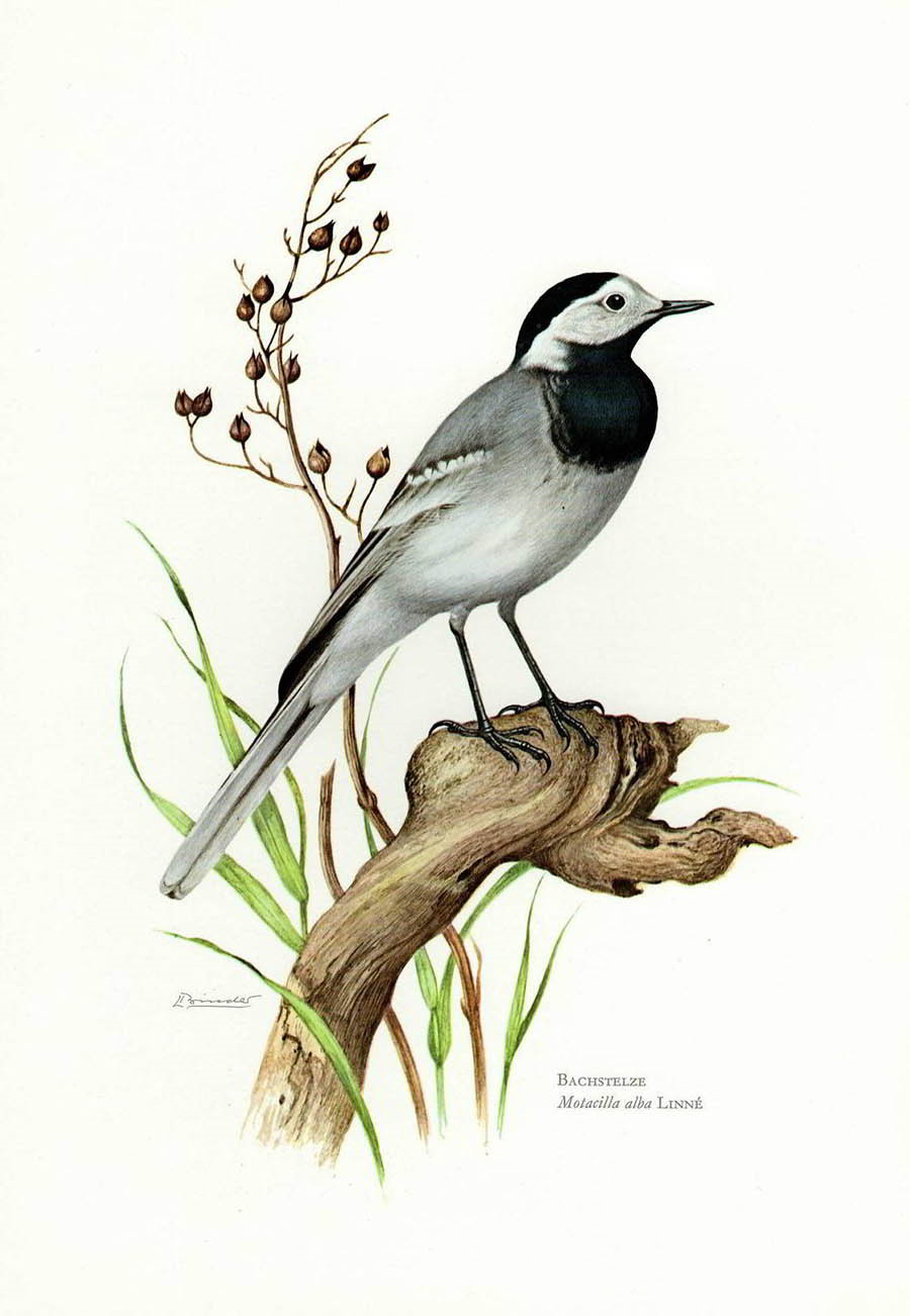 Белая трясогузка — Motacilla alba