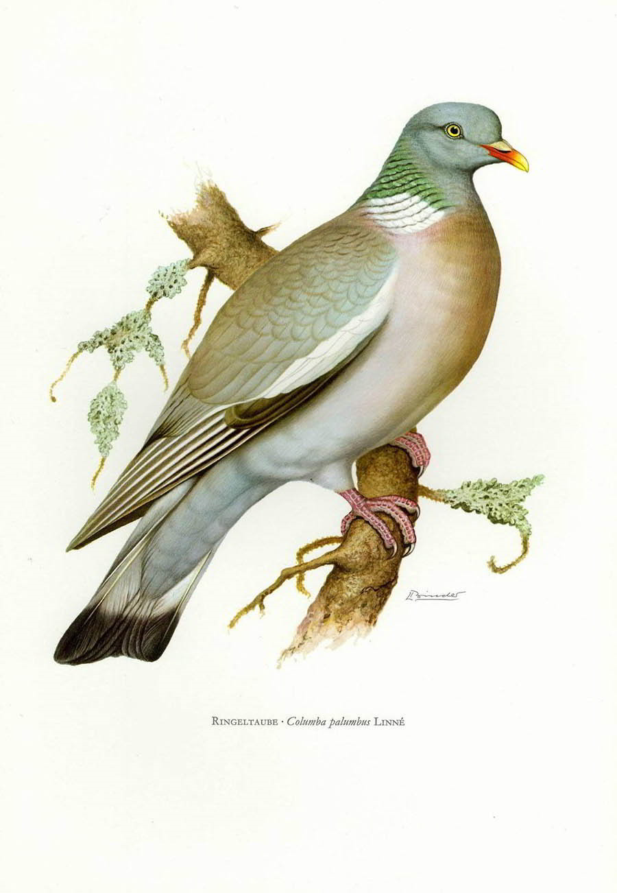 Вяхирь, или витютень — Columba palumbus