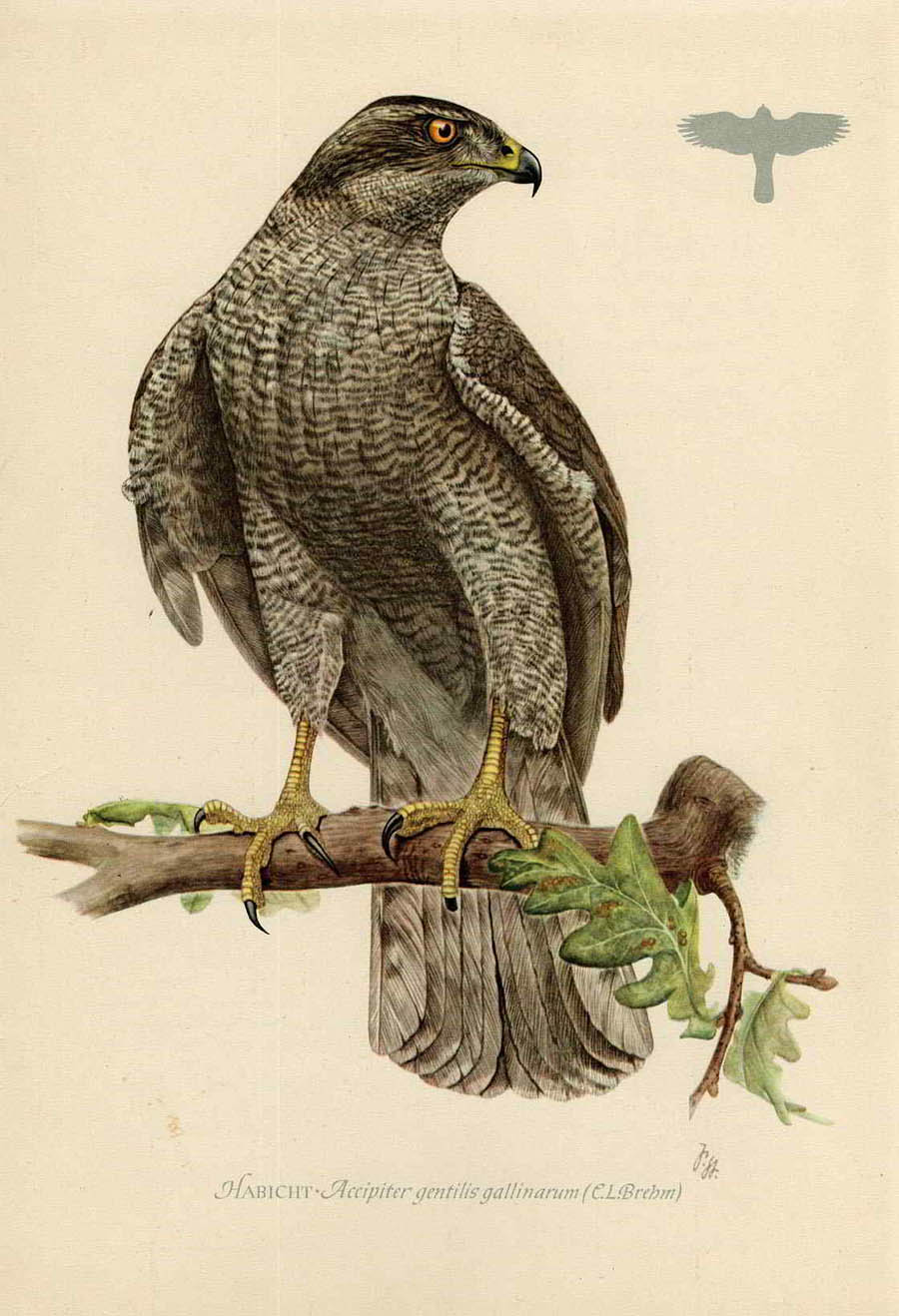 Тетеревятник, или ястреб-тетеревятник — Accipiter gentilis