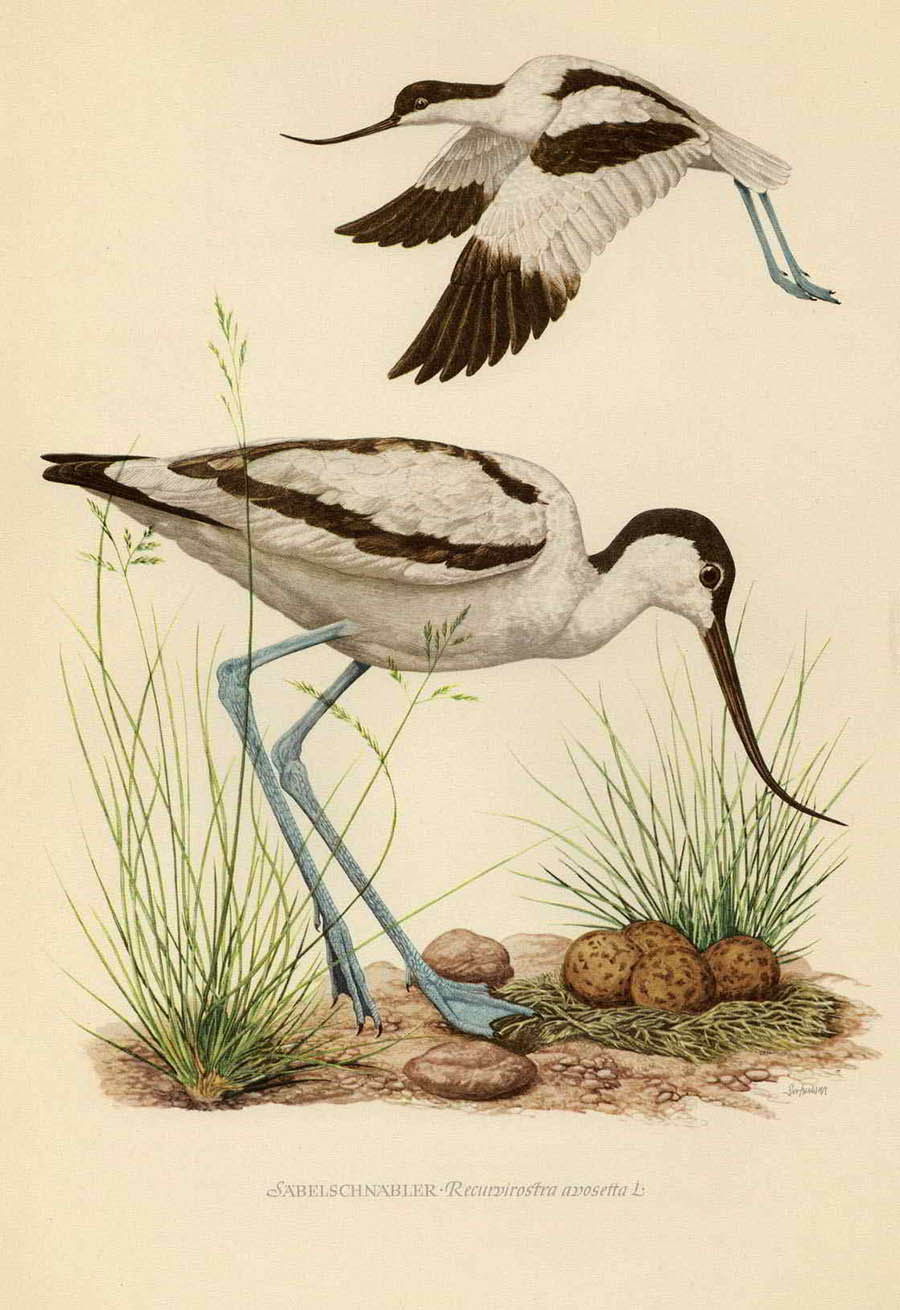Шилоклювка — Recurvirostra avosetta
