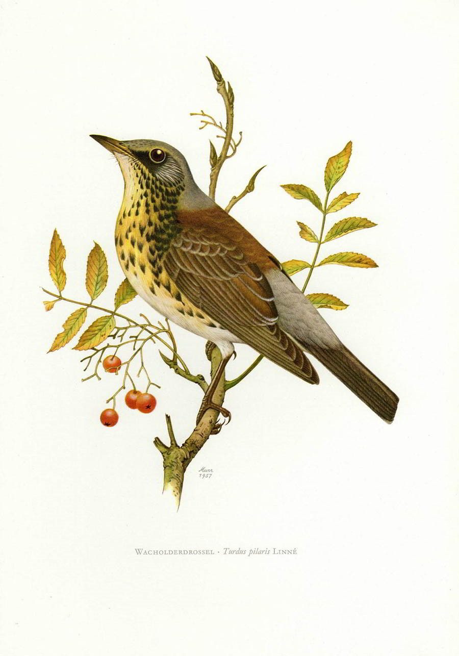 Дрозд-рябинник — Turdus pilaris