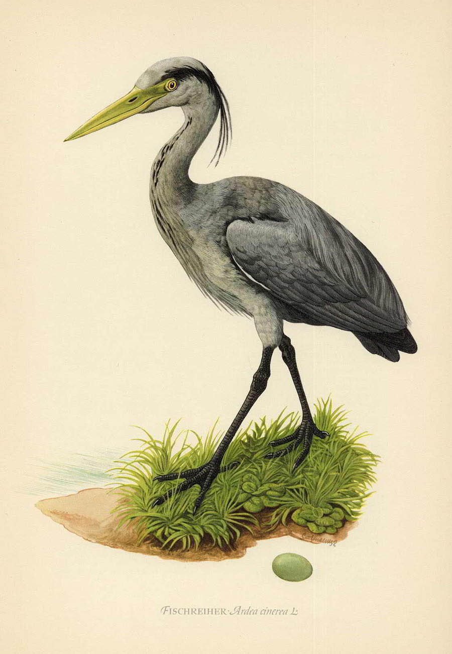 Серая цапля — Ardea cinerea