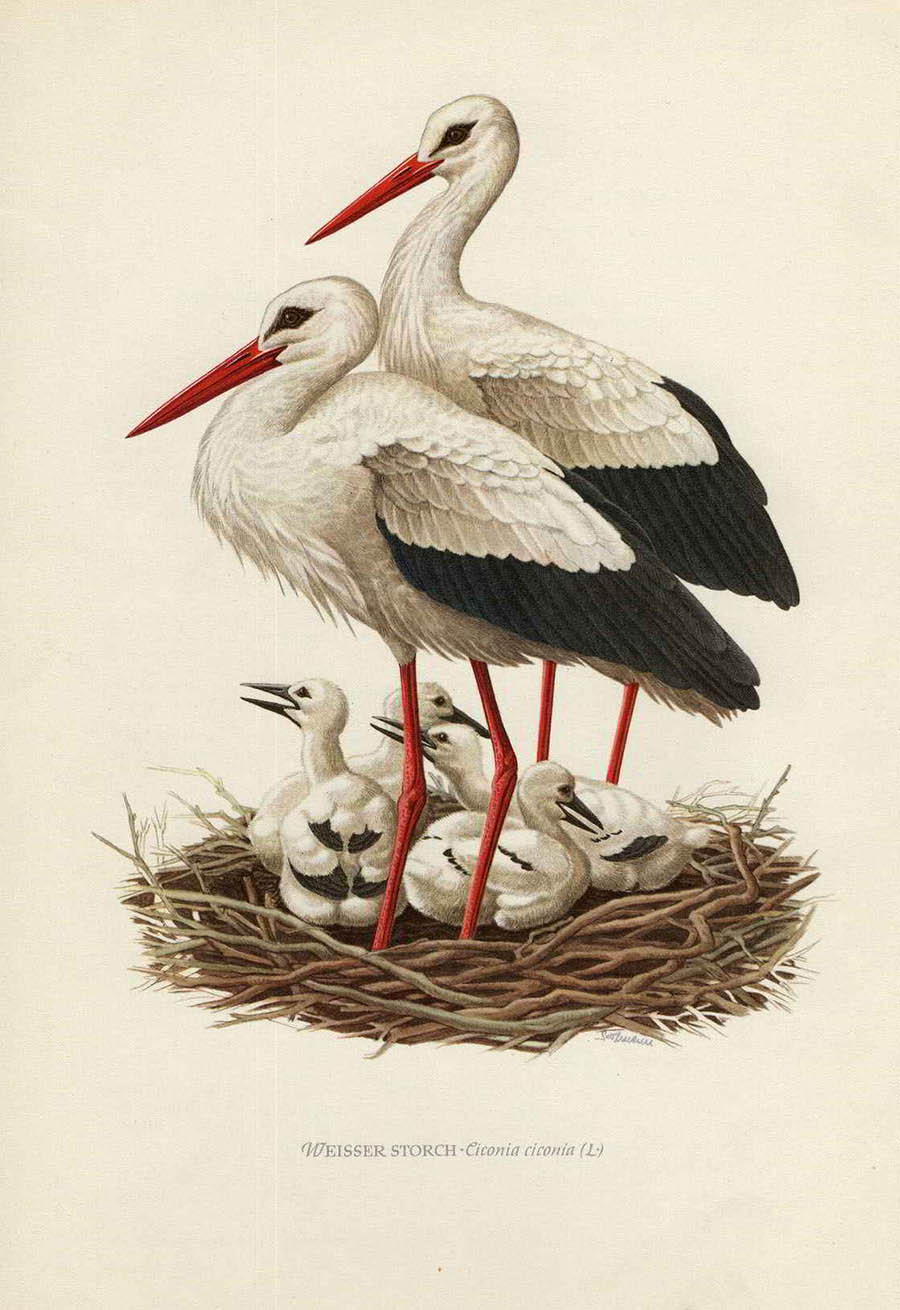 Белый аист — Ciconia ciconia