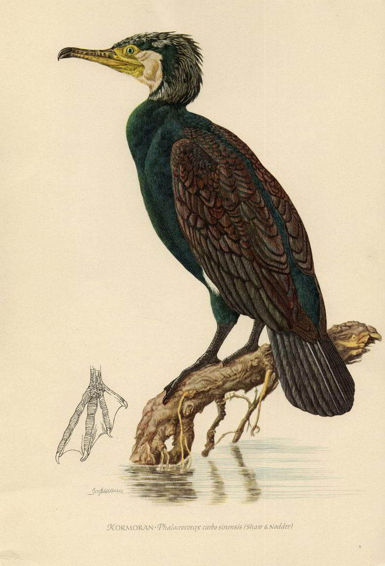 Большой баклан — Phalacrocorax carbo