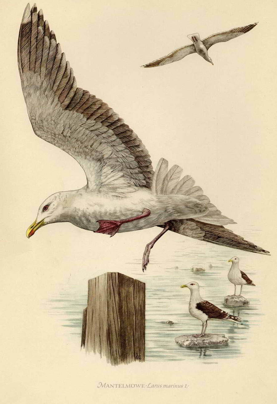 Морская чайка — Larus marinus