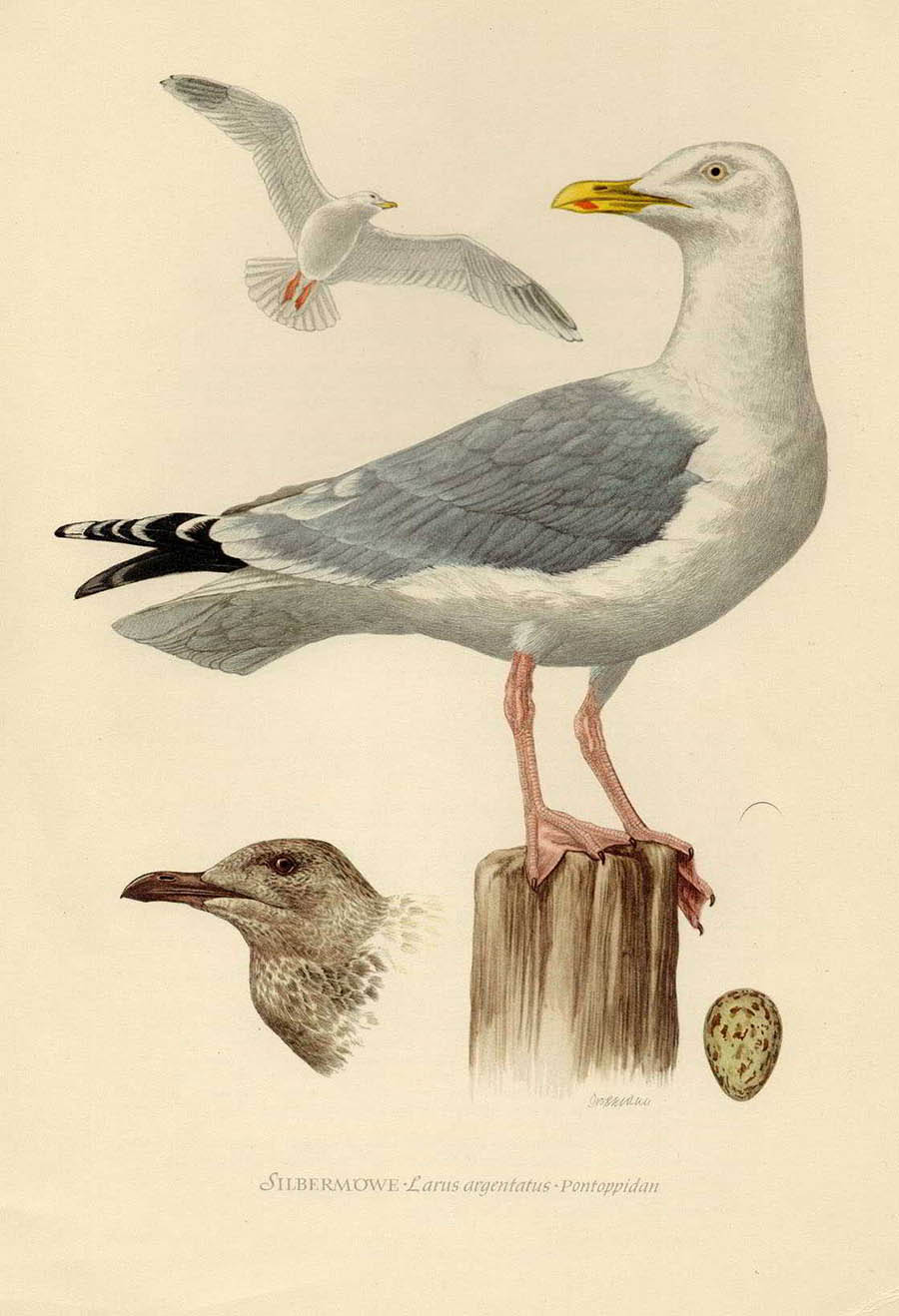 Серебристая чайка — Larus argentatus