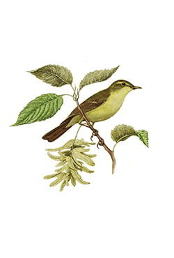 Зелёная пеночка — Phylloscopus trochiloides