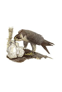 Сапсан — Falco peregrinus