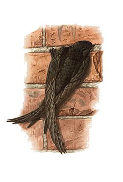 Чёрный стриж, или башенный стриж — Apus apus