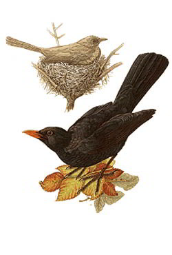 Чёрный дрозд — Turdus merula