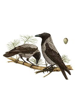 Серая ворона — Corvus cornix
