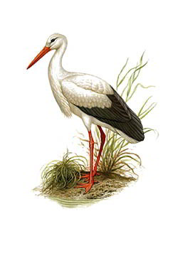 Белый аист — Ciconia ciconia