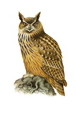 Филин — Bubo bubo