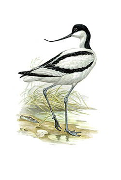 Шилоклювка — Recurvirostra avosetta