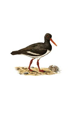 Кулик-сорока — Haematopus ostralegus