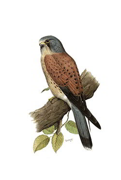 Пустельга, или обыкновенная пустельга — Falco tinnunculus