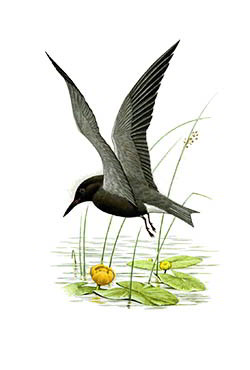 Чёрная крачка — Chlidonias niger