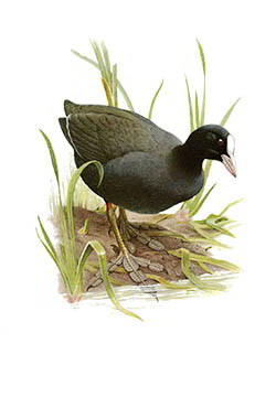 Лысуха — Fulica atra