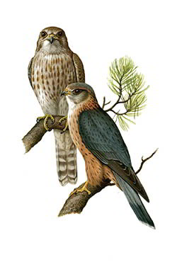 Дербник — Falco columbarius