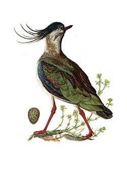 Чибис — Vanellus vanellus
