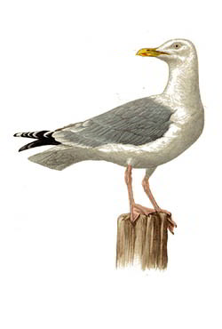 Серебристая чайка — Larus argentatus
