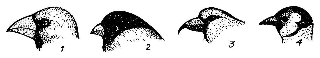 Различия в строении клюва у вьюрковых птиц. 1 — дубонос; 2 — снегирь; 3 — клёст; 4 — щегол