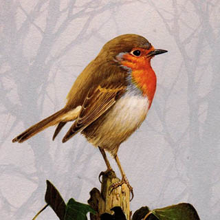 Зарянка / Erithacus rubecula